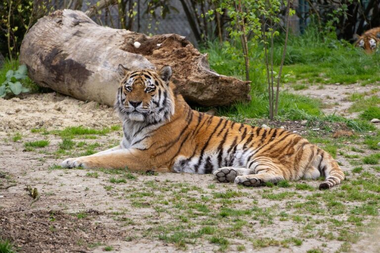 Der Löwe im Tier- und Freizeitpark Tatzmania in löffingen