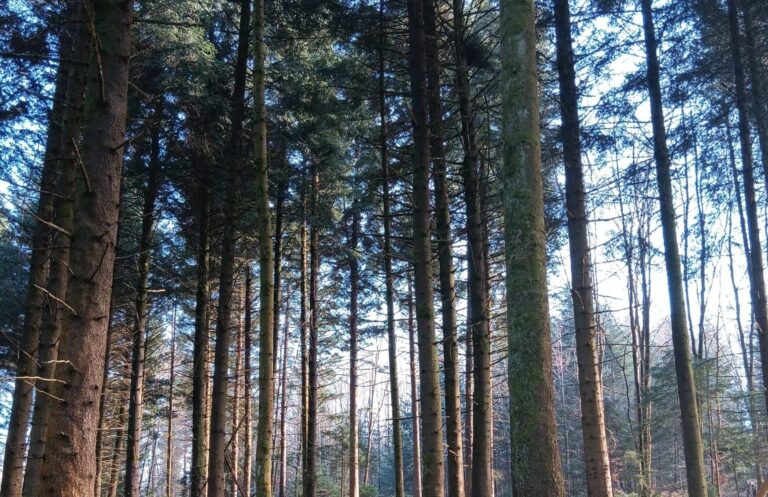 Grünes Moos im Wald mit Ästen und Pflanzen